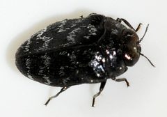 Trachys-minutus-05-fws by Francisco Welter-Schultes. Used under a CC0 license.