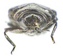 Trachys minutus front by Siga. Used under a CC BY-SA 3.0 license.