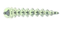 Trachys minutus larva coloured by Reitter, Fauna Germanica. Used under a Public domain license.