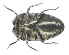 Trachys minutus under by Siga. Used under a CC BY-SA 3.0 license.