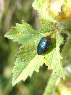ALB - Trachys troglodytiformis-1 by Philmarin. Used under a CC BY-SA 4.0 license.