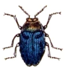 Trachys troglodytiformis - calwer.24.17 by Emil Hochdanz
. Used under a Public domain license.