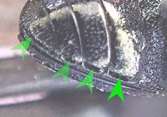 Trachys troglodytiformis detail1 by Siga. Used under a CC BY-SA 4.0 license.