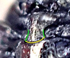 Trachys troglodytiformis detail2 by Siga. Used under a CC BY-SA 4.0 license.