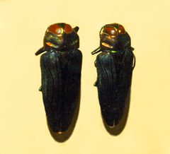 Buprestidae - Belionota prasina by Hectonichus. Used under a CC BY-SA 3.0 license.