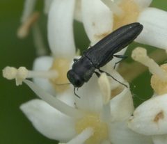 Agrilaxia flavimana P1050668a by 
xpda. Used under a CC BY-SA 4.0 license.