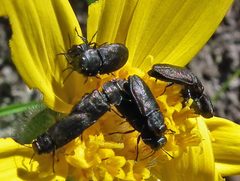 Anthaxia inornata 1 by Jacy Lucier. Used under a CC BY-SA 4.0 license.