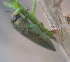 Agaeocera gentilis P1080343a by 
xpda. Used under a CC BY-SA 4.0 license.
