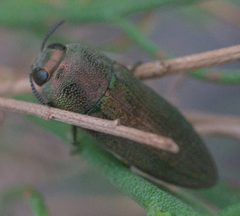 Agaeocera gentilis P1080351a by 
xpda. Used under a CC BY-SA 4.0 license.