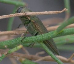 Agaeocera gentilis P1080354a by 
xpda. Used under a CC BY-SA 4.0 license.