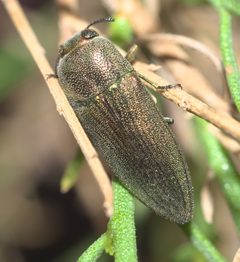 Agaeocera gentilis P1080355b by 
xpda. Used under a CC BY-SA 4.0 license.