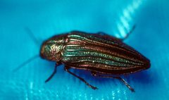 Buprestis aurulenta crop by Scott Tunnock, USDA Forest Service, Bugwood.org. Used under a CC BY 3.0 license.