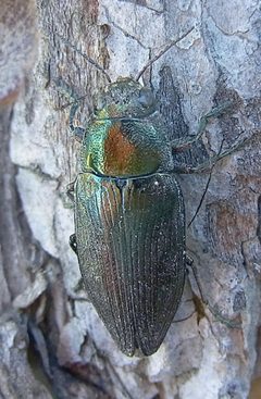 Buprestis haemorrhoidalis up3 by Siga. Used under a CC BY-SA 3.0 license.