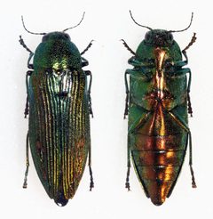 Buprestis langii - Flickr - Bennyboymothman by Ben Sale from UK. Used under a CC BY 2.0 license.