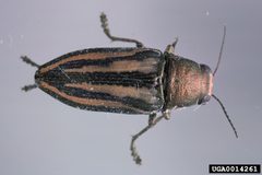 Buprestis lineata by Gerald J. Lenhard, Louisiana State University, Bugwood.org. Used under a CC BY 3.0 license.