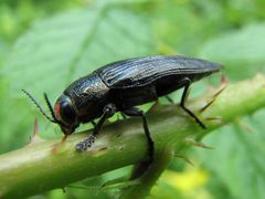 Large Jewel Beetle - Flickr - treegrow by Katja Schulz from Washington, D. C., USA. Used under a CC BY 2.0 license.