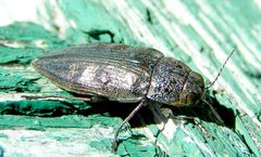 Buprestis maculativentris by Jacy Lucier. Used under a CC BY-SA 4.0 license.