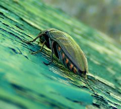 Buprestis maculativentris 1 by Jacy Lucier. Used under a CC BY-SA 4.0 license.