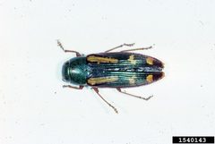 Buprestis rufipes by Lacy L. Hyche, Auburn University, Bugwood.org. Used under a CC BY 3.0 license.