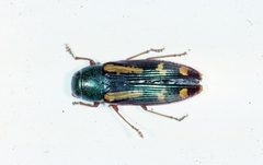 Buprestis rufipes crop by Lacy L. Hyche, Auburn University, Bugwood.org. Used under a CC BY 3.0 license.