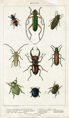 NIEdot298 by wikipedia. Used under a Public domain license.