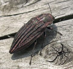 Buprestis sulcicollis by Jacy Lucier. Used under a CC BY-SA 4.0 license.