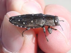 Chrysobothris basalis by Sam Kieschnick. Used under a CC BY 4.0 license.