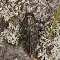 Chrysobothris femorata - inat 348812328 by {{{name}}}. Used under a CC BY-SA 4.0 license.