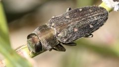 Chrysobothris octocola by Benjamin Burgunder. Used under a CC BY 4.0 license.