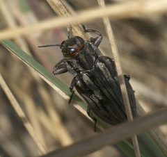 Chrysobothris quadrilineata P1100376a by
xpda. Used under a CC BY-SA 4.0 license.