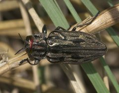Chrysobothris quadrilineata P1100379a by
xpda. Used under a CC BY-SA 4.0 license.
