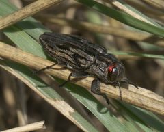 Chrysobothris quadrilineata P1100387a by
xpda. Used under a CC BY-SA 4.0 license.