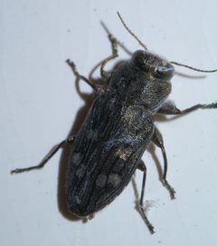 Chrysobothris viridiceps - inat 57269384 by {{{name}}}. Used under a CC BY-SA 4.0 license.