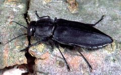 Melanophila acuminata by AG Prof. Schmitz. Used under a CC BY-SA 2.5 license.
