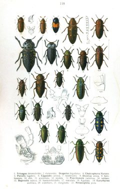 Reitter-1911-plate118 by Edmund Reitter
. Used under a Public domain license.