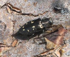 Phaenops lecontei P0303272a by {{{name}}}. Used under a CC BY-SA 4.0 license.