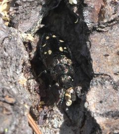 Phaenops lecontei P0303273a by {{{name}}}. Used under a CC BY-SA 4.0 license.