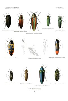 Wytsman.Genera.Insectorum.Buprestidae.02 by Scan by the Internet Archive. Used under a Public domain license.
