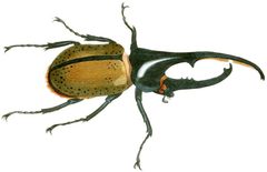 Dynastes hercules by Drury 1777 by Dru Drury (1725–1804). Used under a Public domain license.