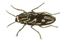 Illustrations of Exotic Entomology Buprestis Virginiensis by Plates: Dru Drury (1725–1803). Text: John Obadiah Westwood (1805–1893). Used under a Public domain license.