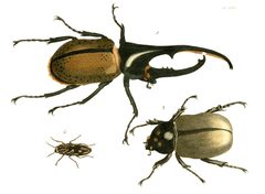 Illustrations of Exotic Entomology I 30 by Plates: Dru Drury (1725–1803). Text: John Obadiah Westwood (1805–1893). Used under a Public domain license.