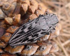 Sculptured Pine Borer . probably Chalcophora virginiensis. Buprestidae. - Flickr - gailhampshire by gailhampshire from Cradley, Malvern, U.K. Used under a CC BY 2.0 license.