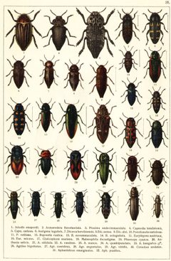 Georgiy Jacobson - Beetles Russia and Western Europe - plate 35 by see in description. Used under a Public domain license.