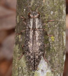 Dicerca lurida by Christina Butler. Used under a CC BY 2.0 license.