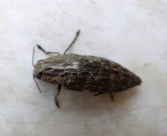 Dicerca obscura by Beatriz Moisset. Used under a CC BY-SA 4.0 license.