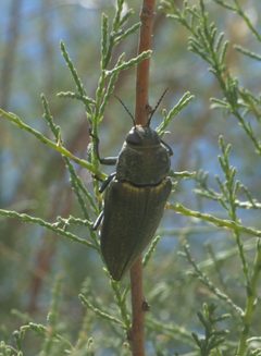 Gyascutus planicosta cribriceps P1220829a by 
xpda. Used under a CC BY-SA 4.0 license.