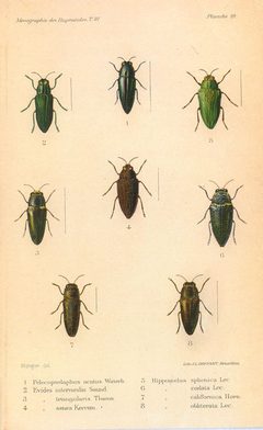 Kerremans.Monographie.des.Buprestides.19 by Scan by the Internet Archive. Used under a Public domain license.