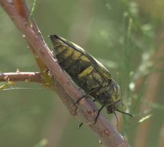Gyascutus planicosta cribriceps P1220805a by 
xpda. Used under a CC BY-SA 4.0 license.