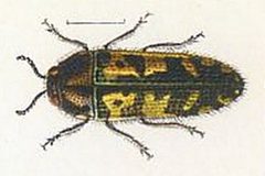 Acmaeodera acuta by Scan by the Internet Archive. Used under a Public domain license.
