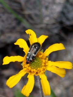 Acmaeodera amabilis by Ken-ichi Ueda. Used under a CC BY 4.0 license.